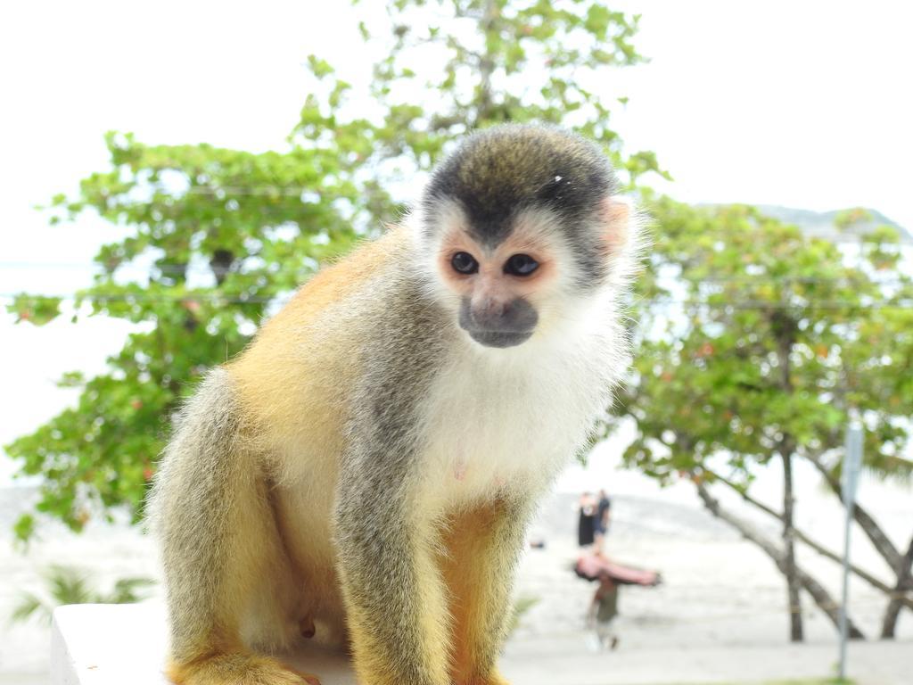 The Elephant Castle Beach Front Penthouse Manuel Antonio Buitenkant foto